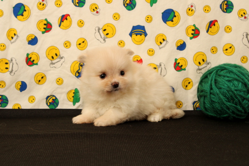 puppy, for, sale, Pomeranian, Matthew B. Stoltzfus, dog, breeder, Gap, PA, dog-breeder, puppy-for-sale, forsale, nearby, find, puppyfind, locator, puppylocator, aca